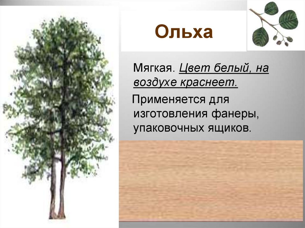 Сообщение о древесине 5 класс. Структура ольхи. Ольха структура дерева. Ольха особенности строения. Ольха для чего используется.