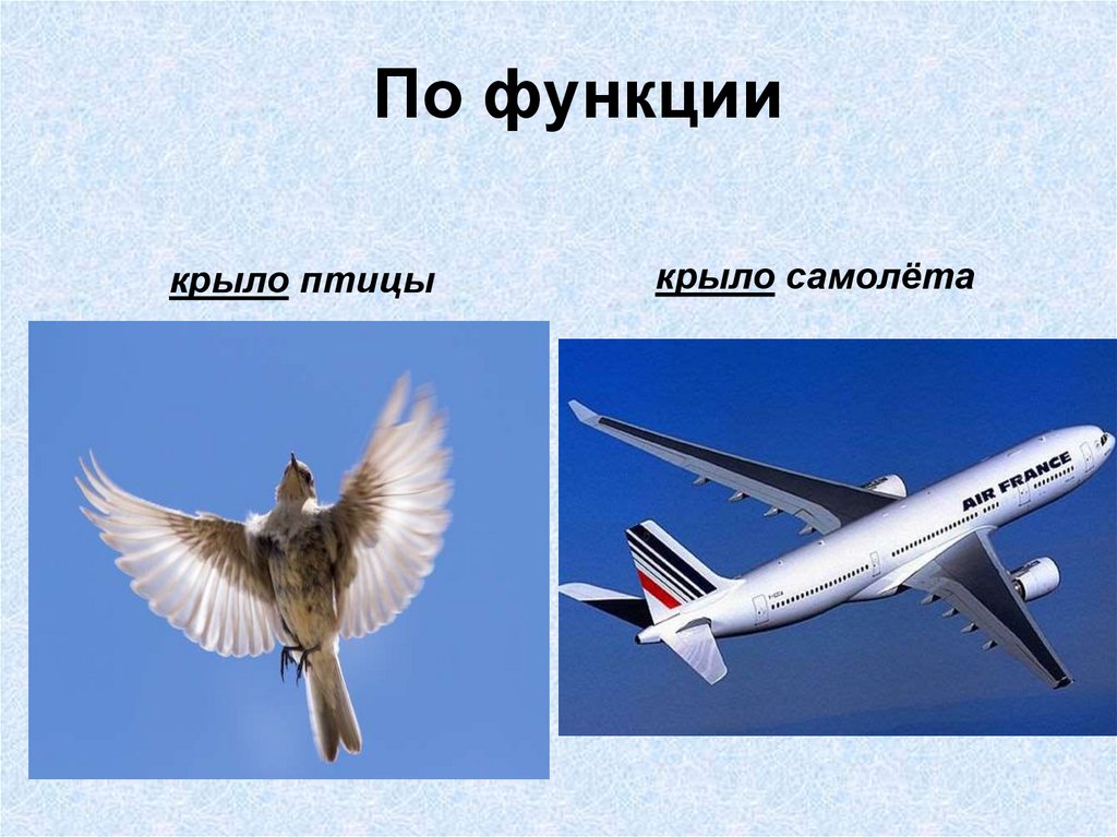 Прямое крыло. Самолет с крыльями птицы. Крыло самолета и крыло птицы. Крыор самолета крылоптицы. Крылья самолета прямое или переносное.