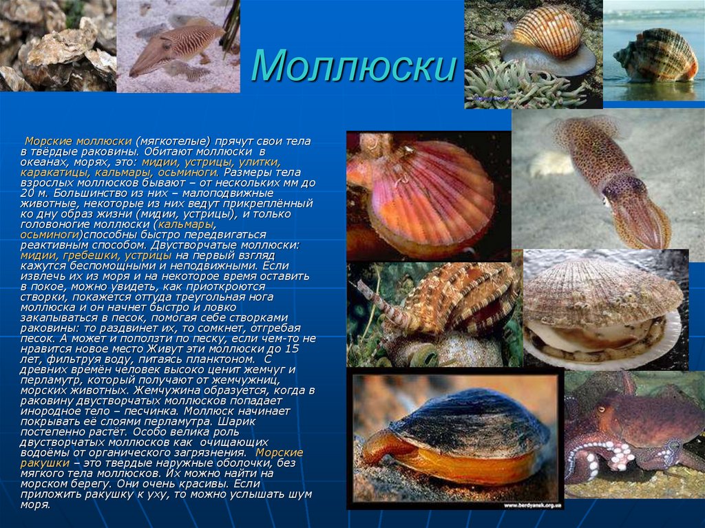 Морским моллюскам относятся. Мягкотелые моллюски. Моллюски обитающие на суше. Моллюски – мягкотелые животные, заселившие. Почему моллюски мягкотелые.