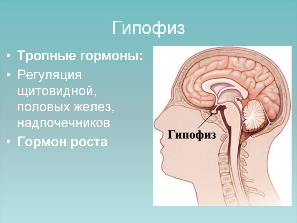 Гипофиз связан. Функции гипофиза головного мозга. Расположение гипофиза в головном мозге. Гипофиз за что отвечает. Где находится гипофиз у человека в голове фото.