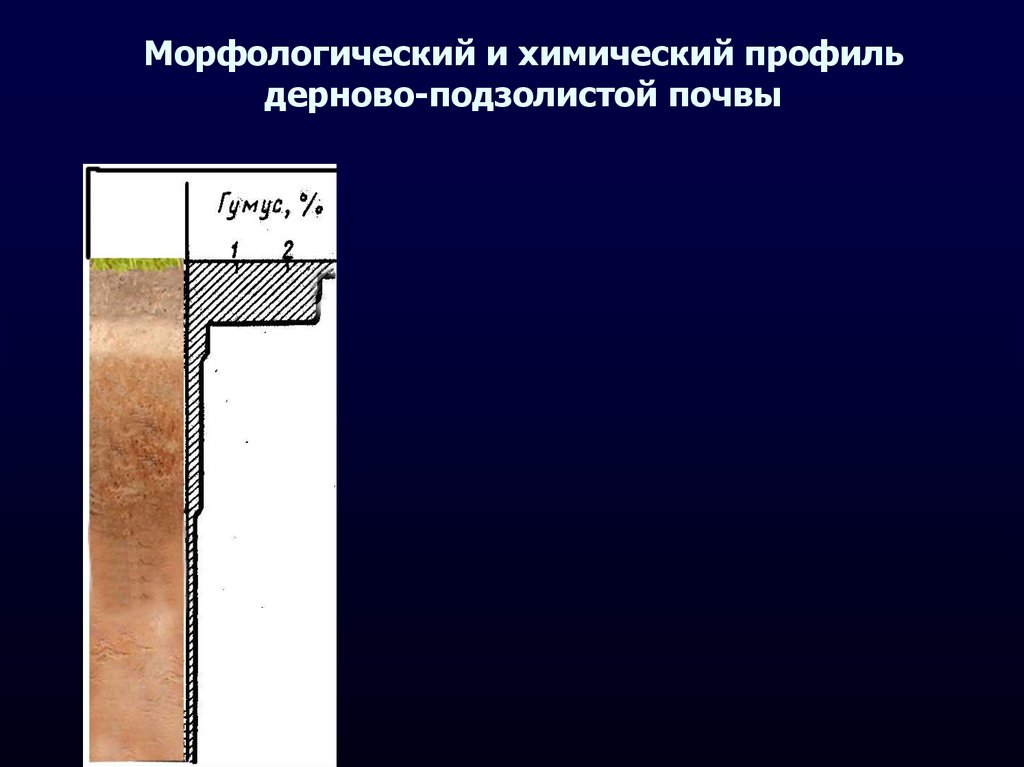 Подзолистые почвы коэффициент. Дерново-подзолистые почвы профиль. Подзолистые почвы разрез. Почвенный профиль дерново-подзолистых почв. Строение профиля дерново-подзолистой почвы.