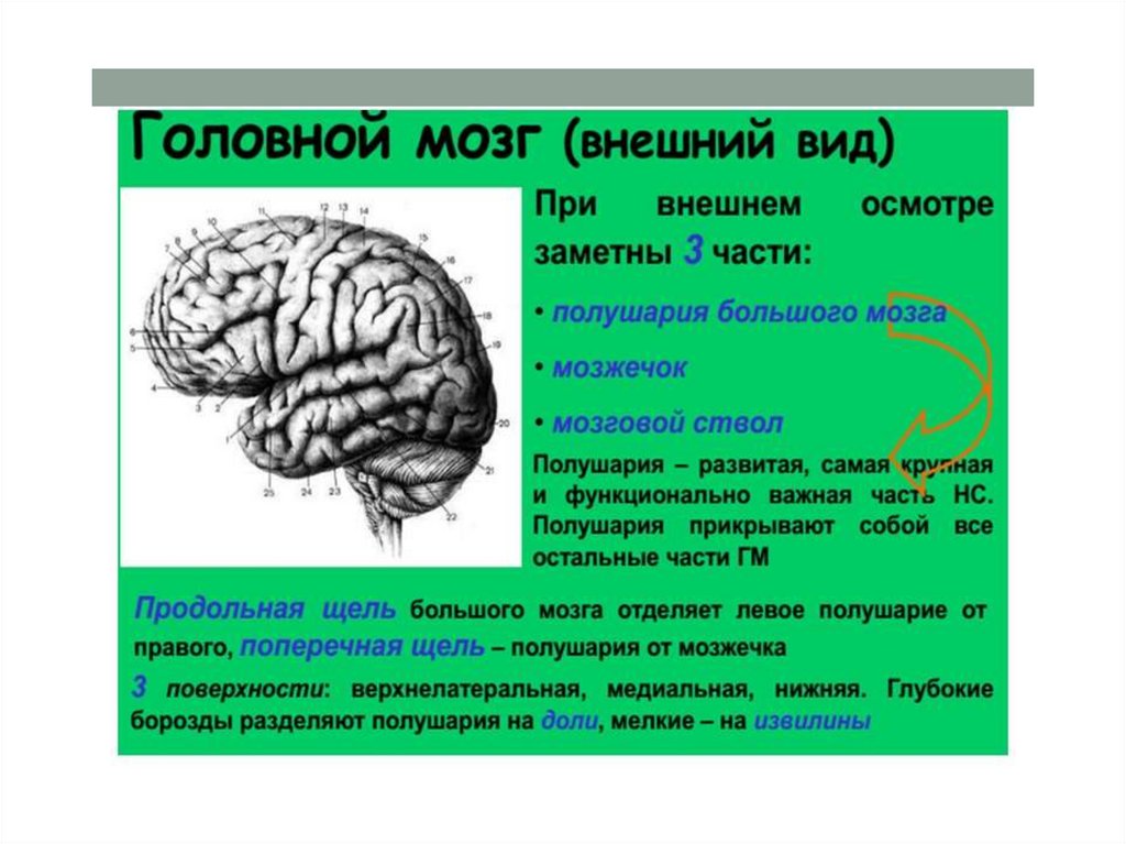 Мозги на латинском. Поперечная щель головного мозга. Щели большого мозга. Продольная щель большого мозга. Поперечная щель большого мозга.