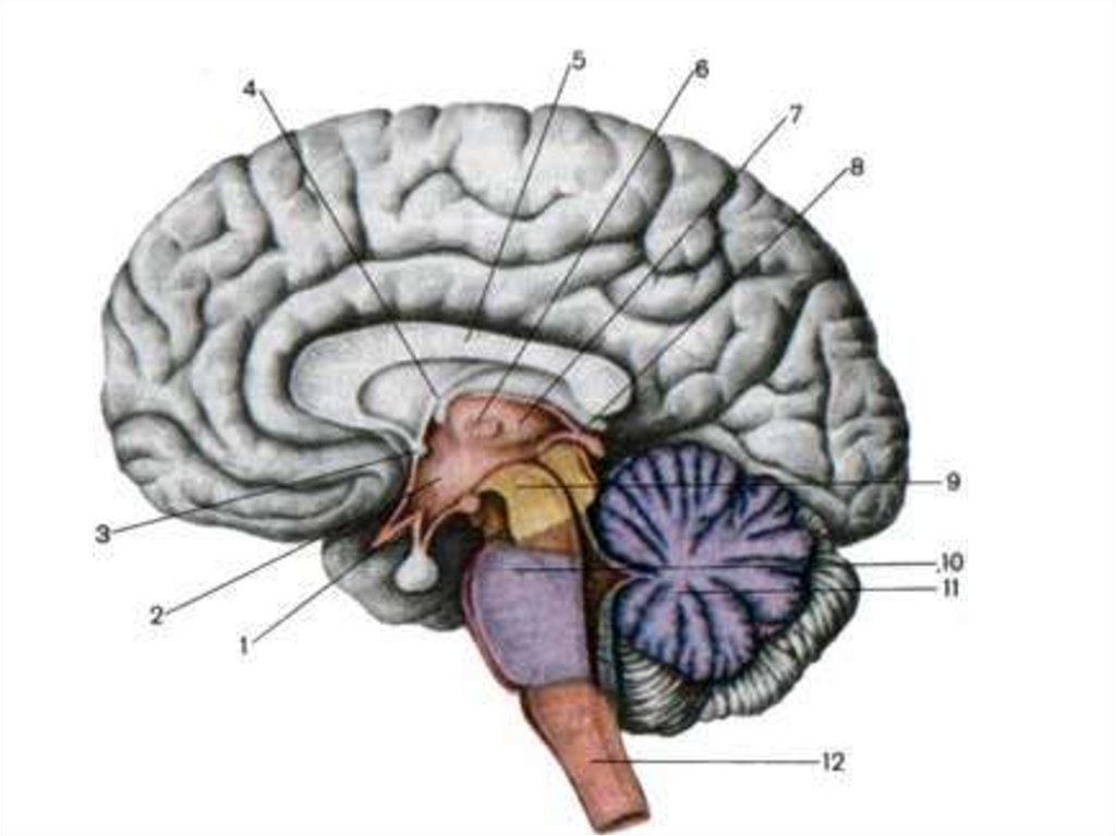 Полости мозга заполнены. Шишковидная железа мозг в разрезе. Гипофиз и эпифиз анатомия. Шишковидная железа и мозолистое тело. Шишковидное тело мозжечок.