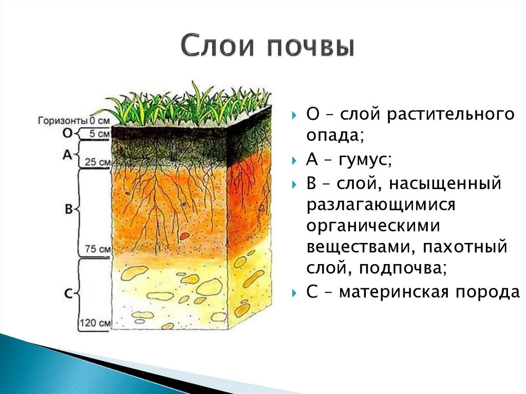 В чем состоит почва от горной породы