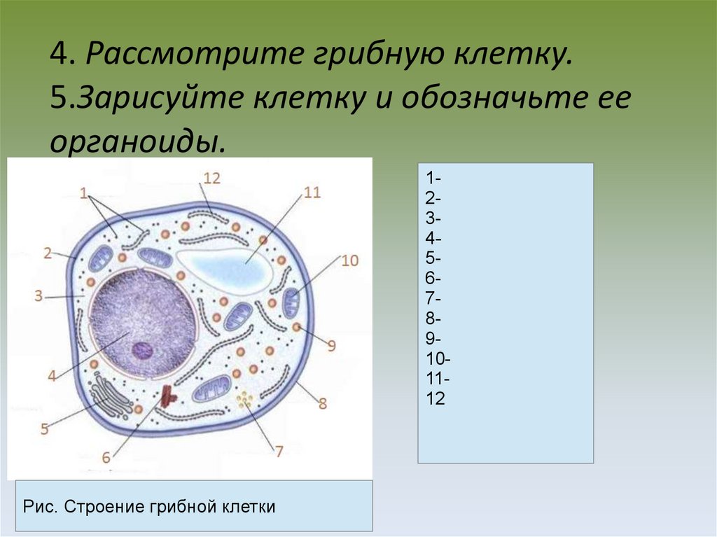 Есть ли ядро у грибов. Зарисовать строение грибной клетки. Подпишите органоиды грибной клетки.. Структура клеток грибов. Строение клетки грибов 6 класс.