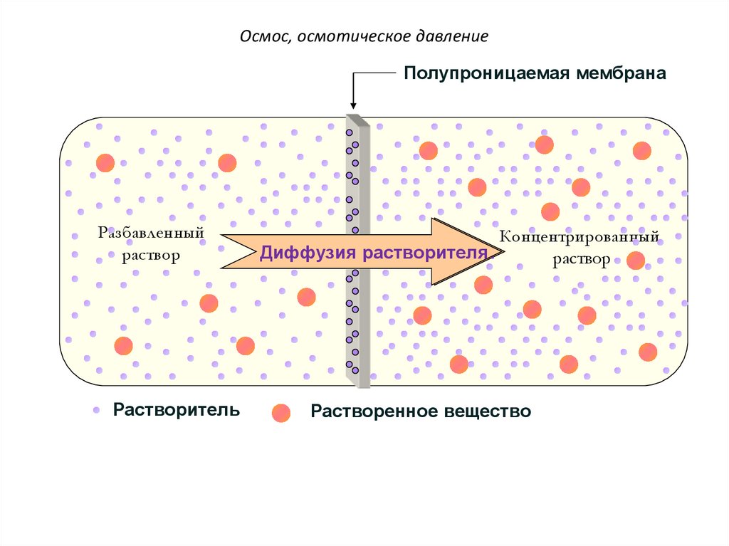 Осмотическое давление это простыми словами