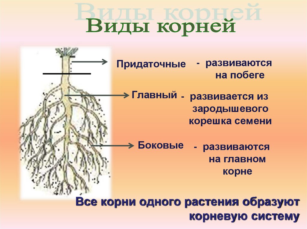 Какие корни имеют. Биологическое строение корня по биологии 6 класса. Строение и типы корневых систем. Биология 6 класс корневой корень. Функции корня биология 5 класс.