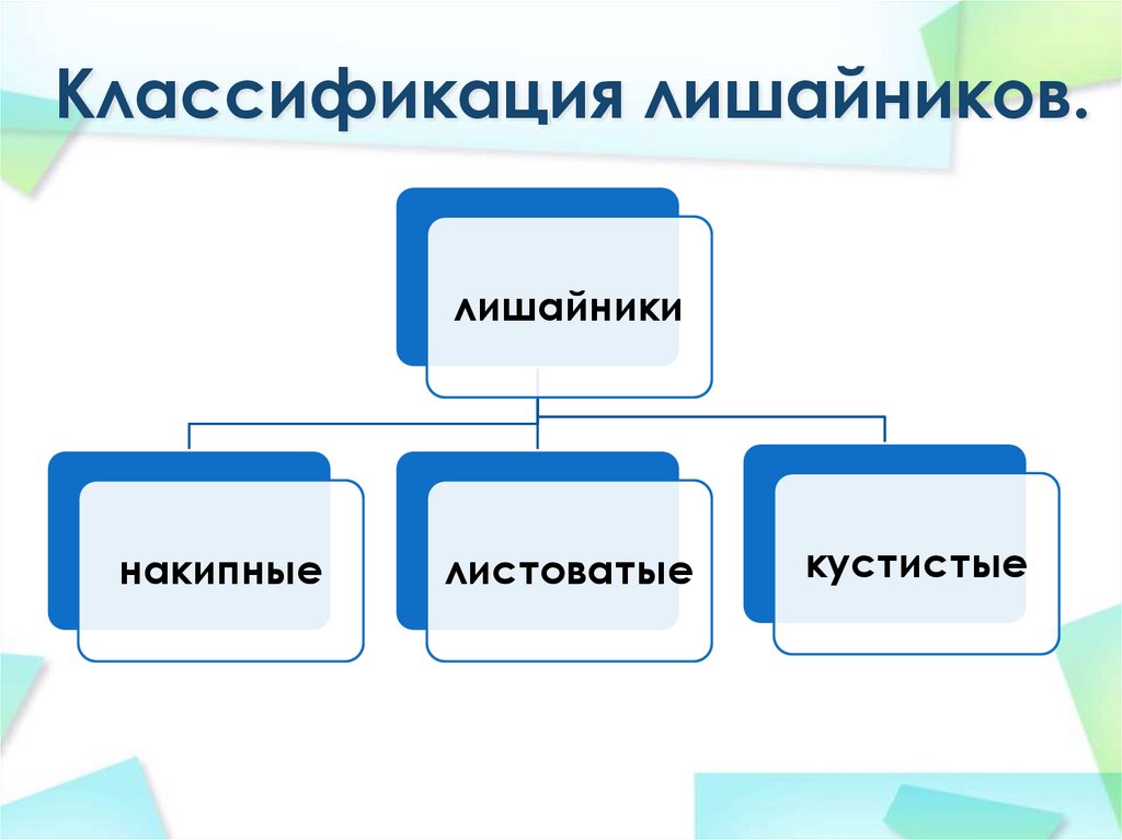 Классификация лишайников схема