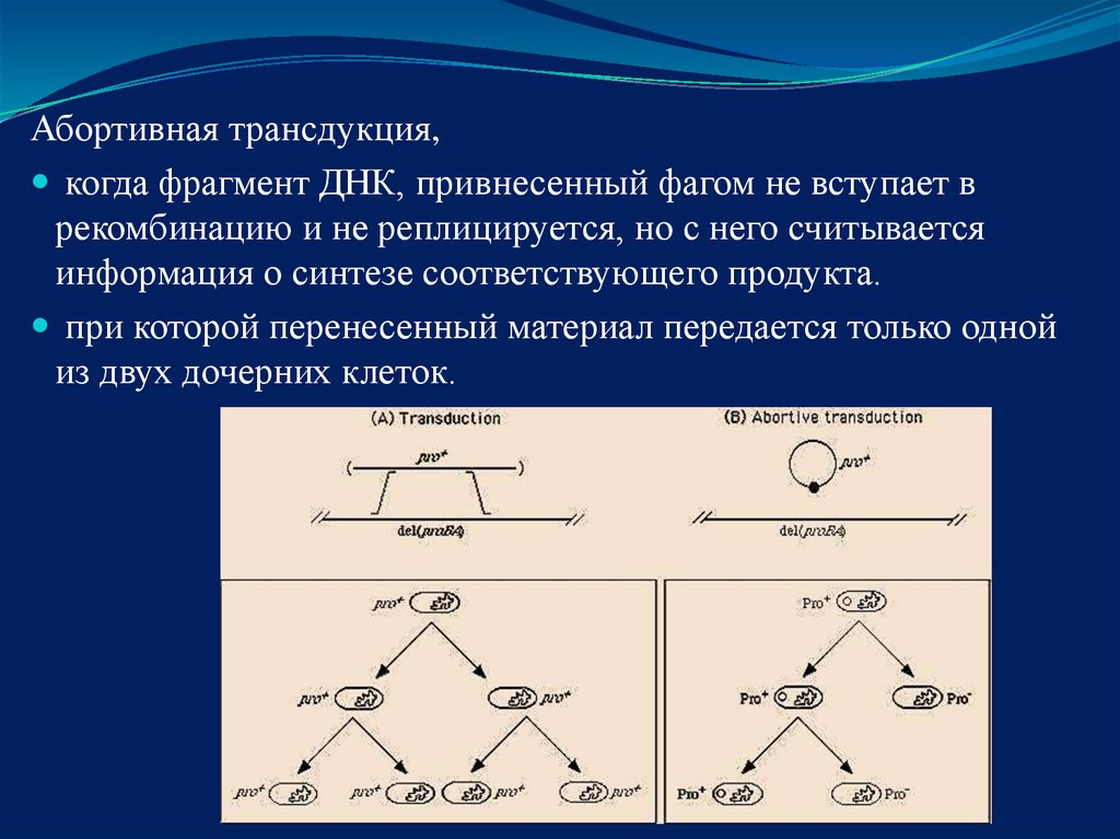 Процессу синтеза соответствует