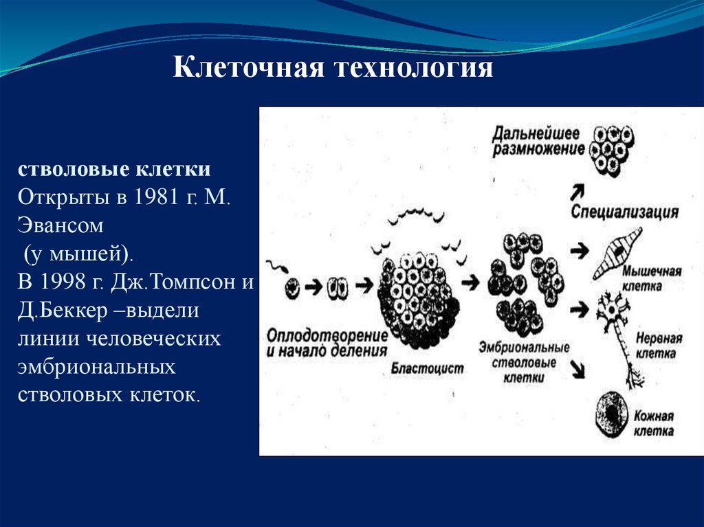 Клеточная технология презентация