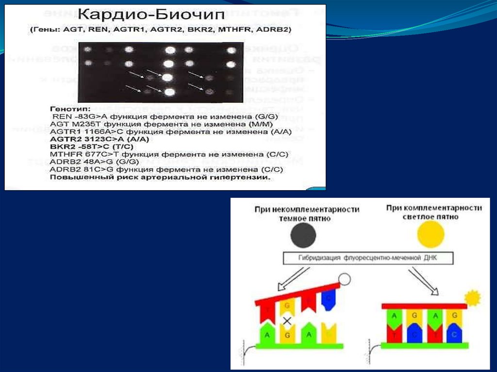 Биосенсоры и биочипы презентация