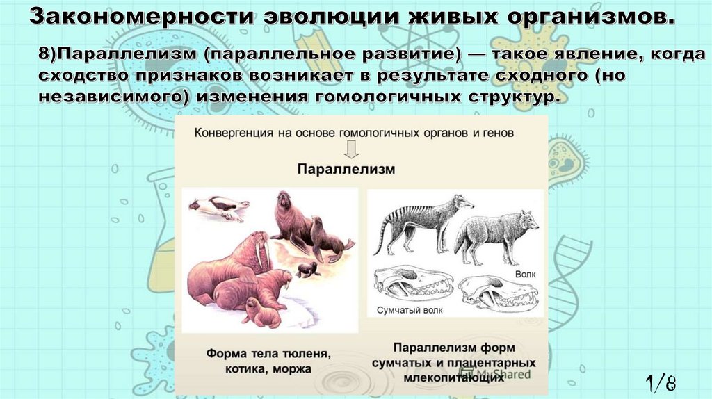 Основные закономерности эволюции презентация 9 класс пономарева