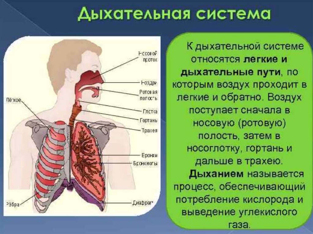 Физические основы дыхания физика презентация - 95 фото