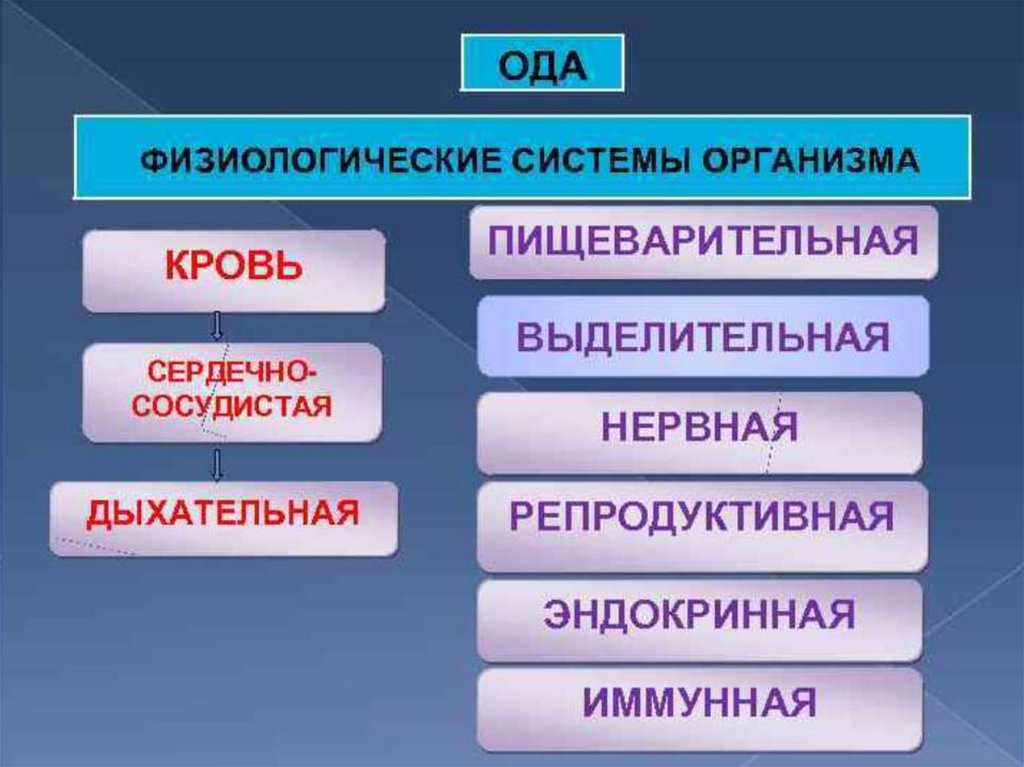 Понятие система органов. Физиологическая система. Системы организма. Физиологические системы организма человека. Основные физиологические системы человека.