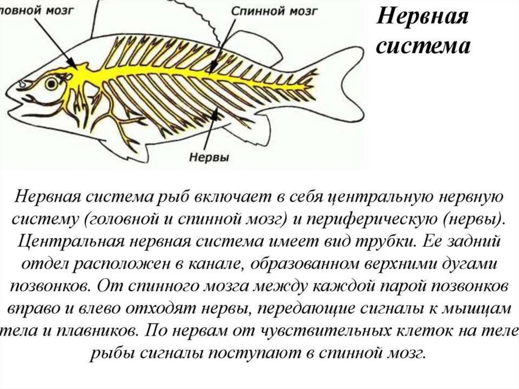 Какие отделы тела имеет рыба. Полость тела рыб. Органы расположенные на туловище у рыб. Надкласс рыбы отделы тела. Надкласс рыбы нервная система.