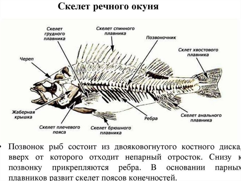 Позвоночник неподвижно соединен с черепом у рыб. Скелет костной рыбы 7 класс биология. Осевой скелет окуня. Строение скелета рыбы 7 класс биология. Скелет костной рыбы схема.