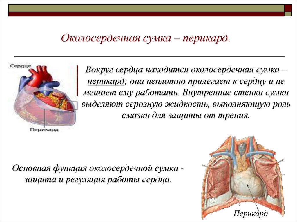 Сердце окружено околосердечной сумкой. Функции перикарда сердца. Строение околосердечной сумки. Строение перикарда сердца. Околосердечная сумка сердца.