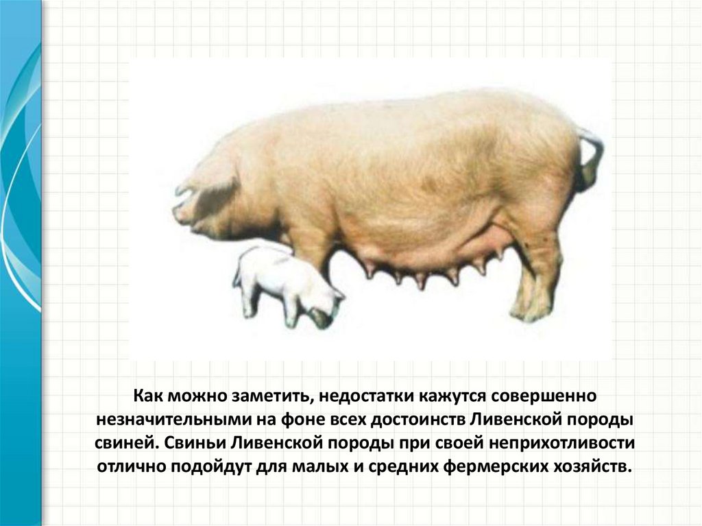 Ливенская свинья