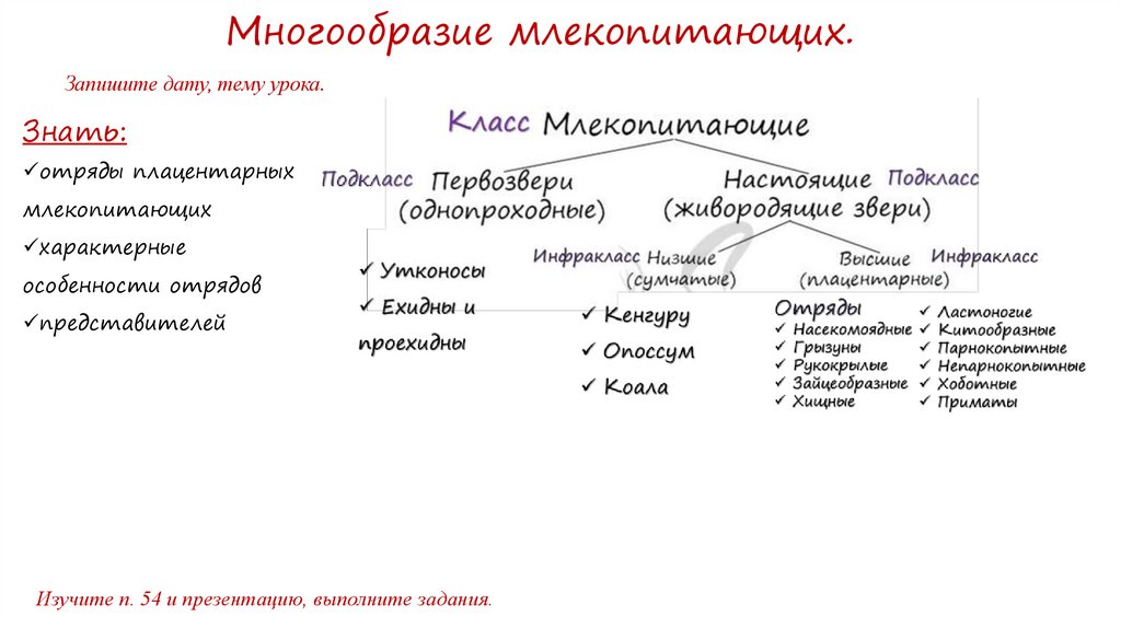 Многообразие млекопитающих презентация 7 класс. Отряды млекопитающих презентация. Урок многообразие млекопитающих 8 класс. Многообразие млекопитающих 7 класс биология сообщение.