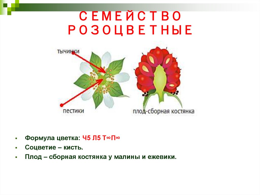 Схема цветка розоцветных