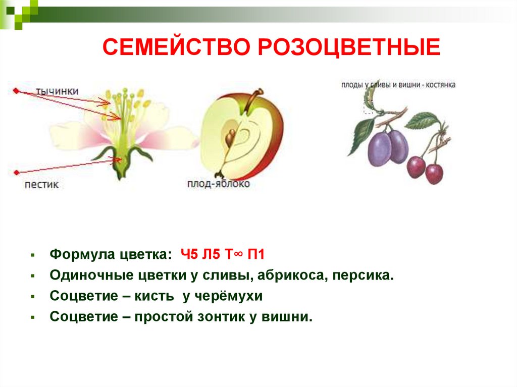 Формула цветка растений семейства розоцветные ответ. Строение растений семейства розоцветных. Плоды растений семейства Розоцветные. Розоцветные строение плода. Розоцветные соцветие и плод.