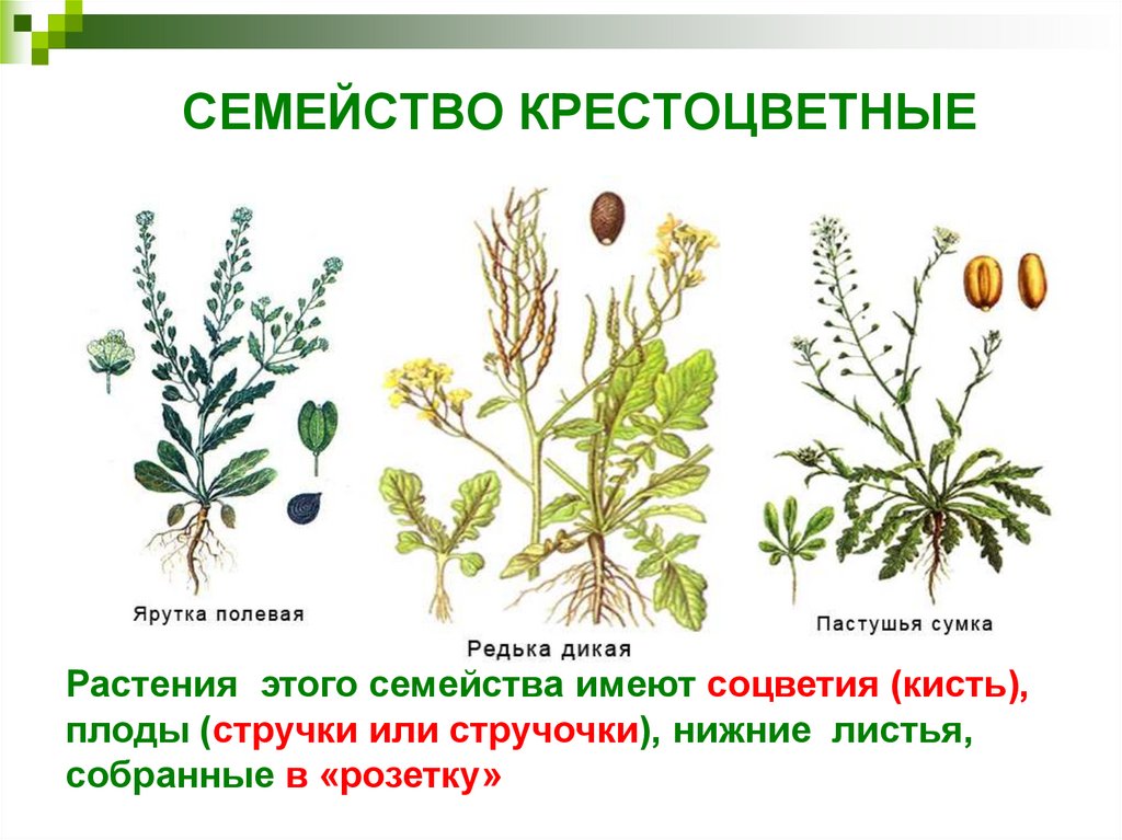 Крестоцветные представители. Дикорастущие крестоцветные растения. Лекарственные растения семейства крестоцветных. Соцветие крестоцветных. Семейство капустные.