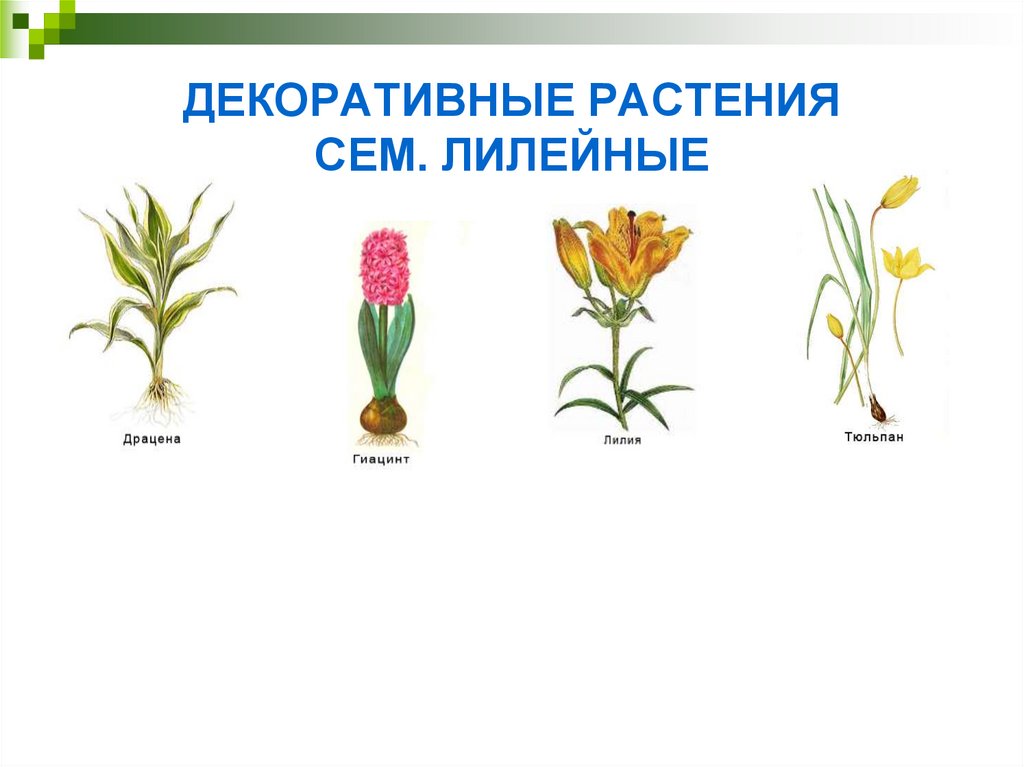 Три примера лилейных. Дикорастущие Лилейные растения. Дикие Лилейные растения. Дикорастущие растения семейства лилейных. Декоративные Лилейные растения.