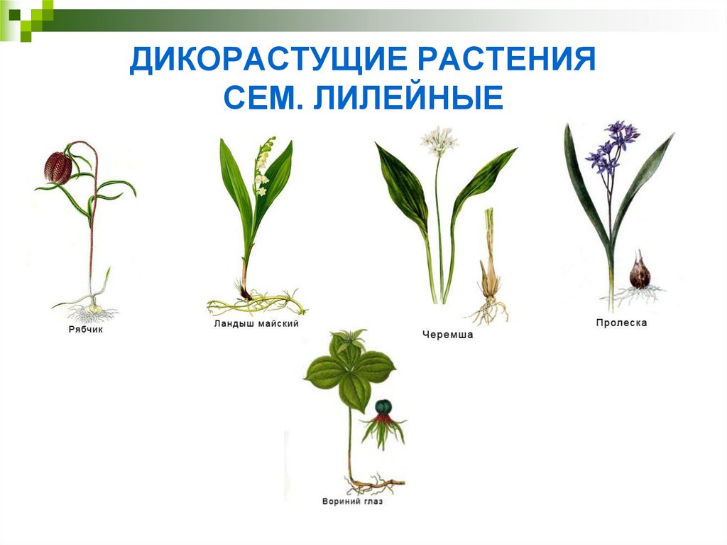 Растения семейства лилейных можно. Растения семейства Лилейные. Лилейные кормовые растения. Представители семейства Лилейные таблица. Стебель лилейных.