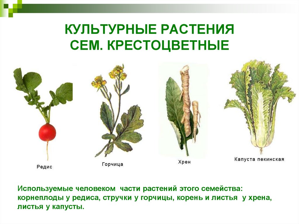 Многообразие семейств. Семейство крестоцветные представители овощи. Крестоцветные капустные представители. Дикорастущие крестоцветные капустные. Однолетние крестоцветные.