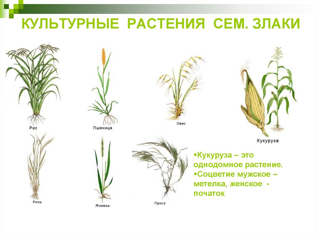 Культурные злаковые растения презентация