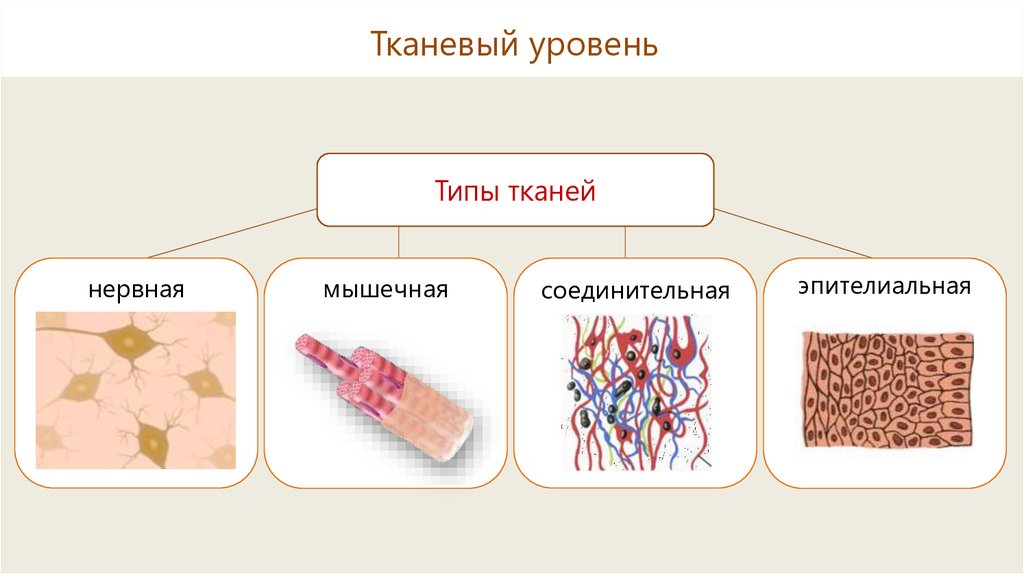 Основное группа ткани человека. Ткани человека. Типы тканей. Типы тканей эпителиальная соединительная мышечная нервная. Ткани человеческого организма.