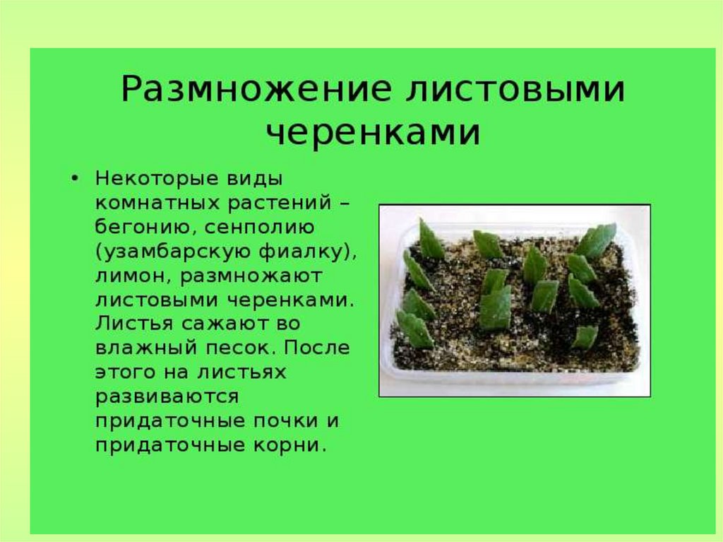 Вегетативное размножение комнатного растения 6 класс. Вегетативное размножение листовыми черенками. Вегетативное размножение фиалок листовыми черенками. Размножение листьями. Размножение листовыми черенками примеры.
