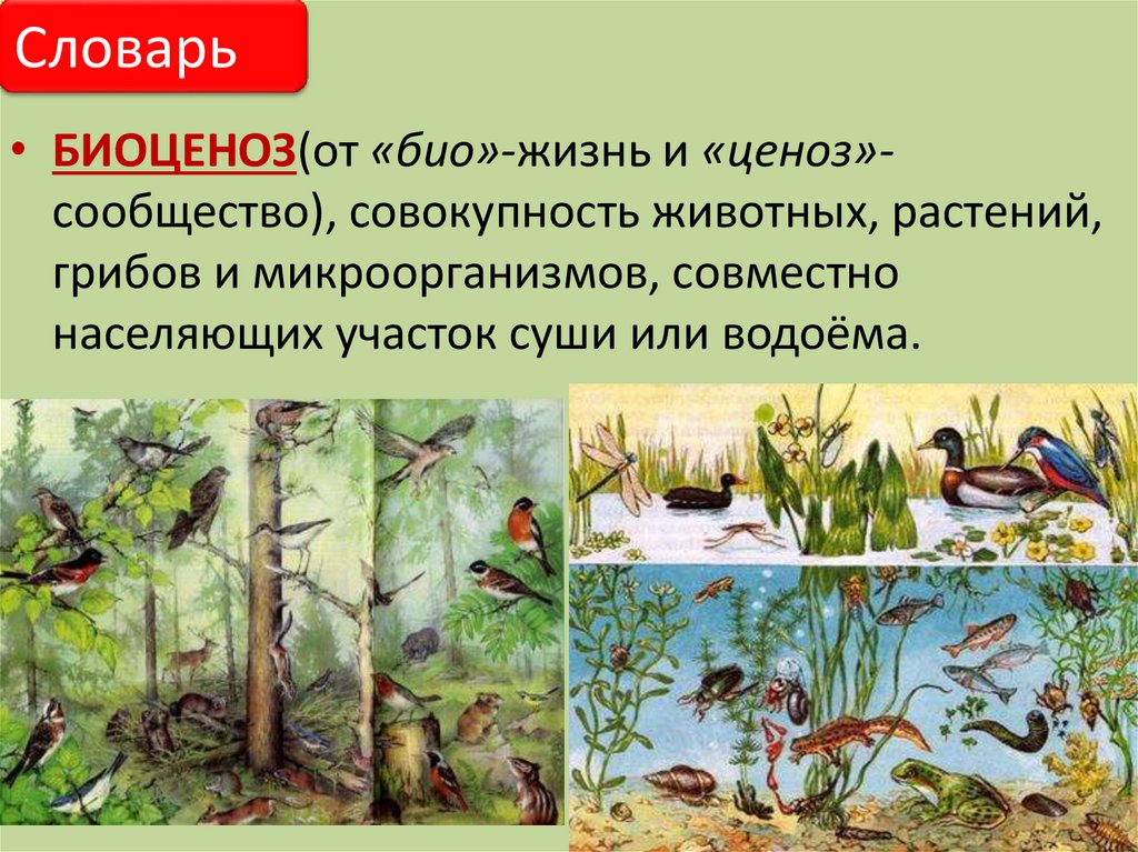 Растение группа биогеоценоза. Природное сообщество биоценоз. Природное сообщество экосистема. Природное сообщество биогеоценоз. Рисунок на тему природное сообщество.