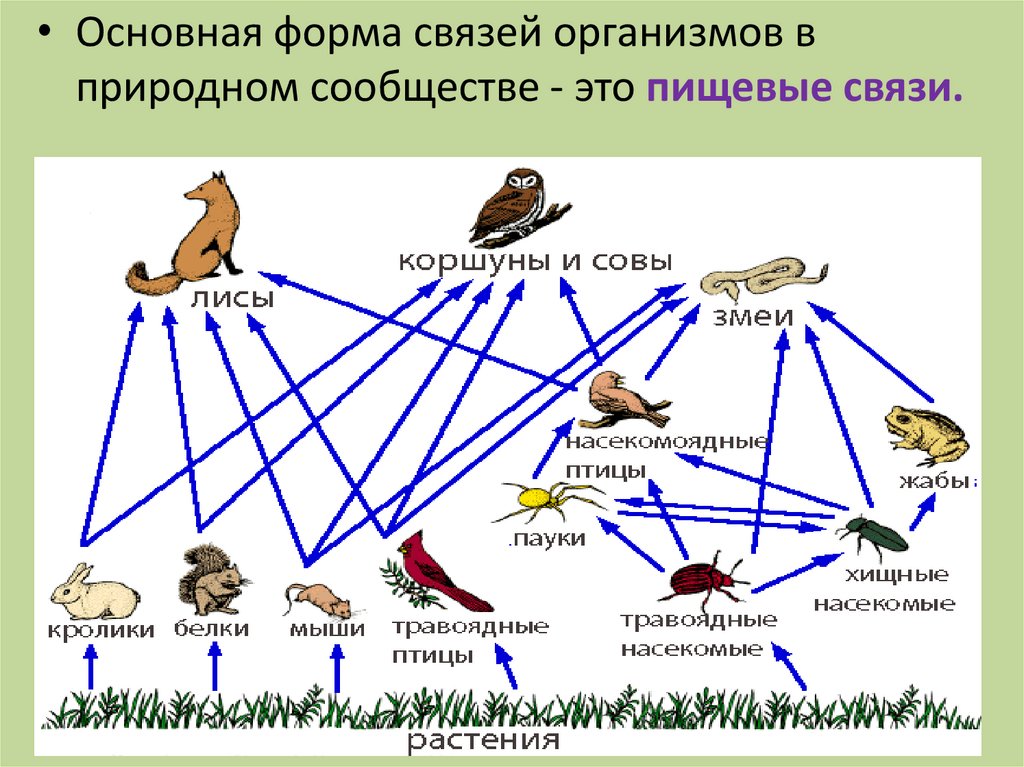 Взаимодействие организмов в природном сообществе 5 класс. Пищевая сеть это в биологии. Схема трофических связей. Пищевые связи в сообществах биология. Трофические связи схема пищевых связей.