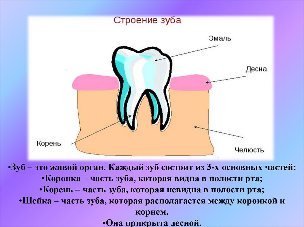 Зубы это кости или орган