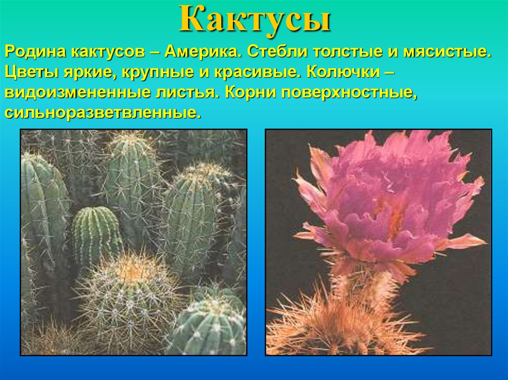 Откуда кактус. Кактус домашний Родина растения. Родина произрастания кактуса. Родина кактуса Родина кактуса. Описание кактуса.