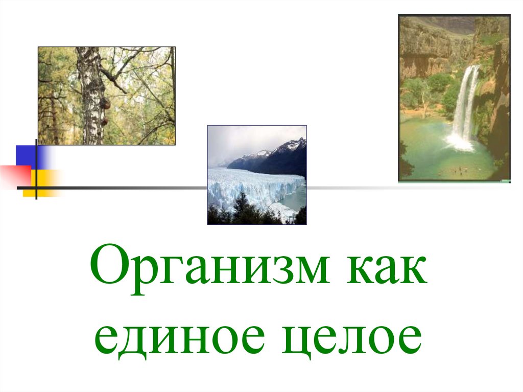 Организм как единое целое 6 класс презентация