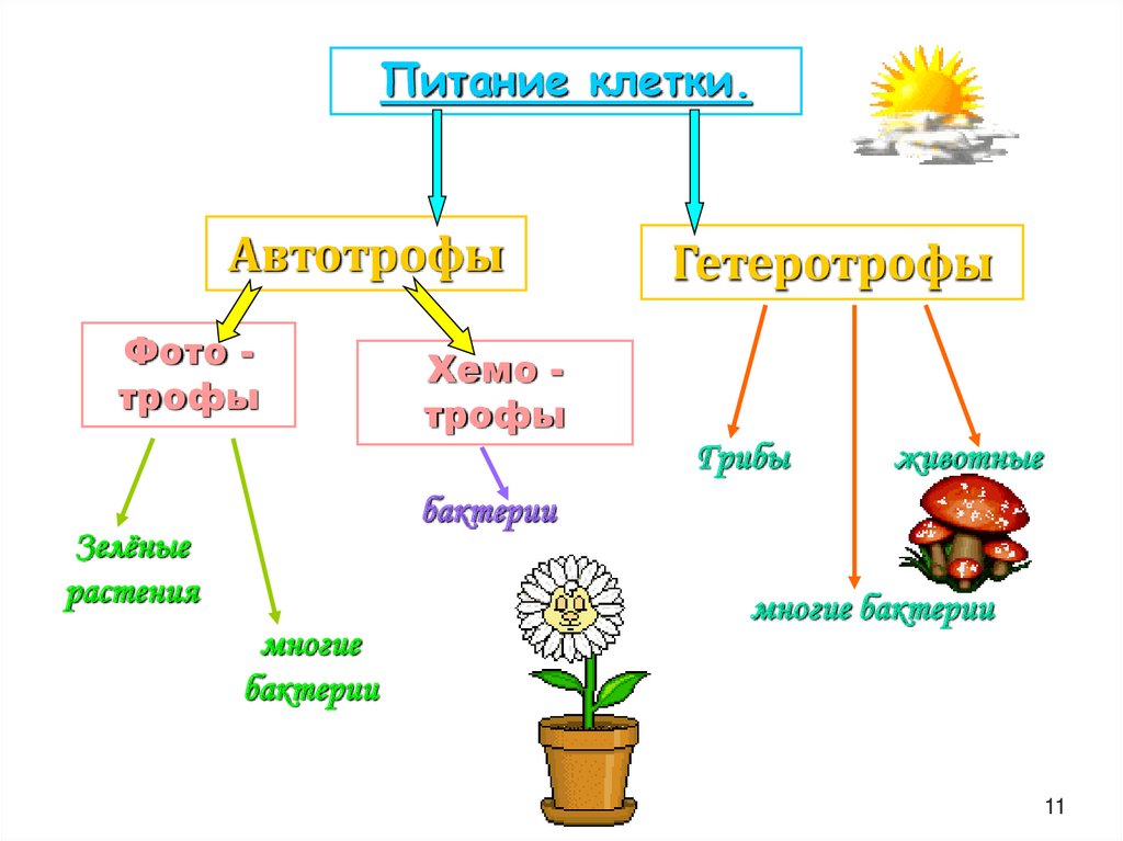 Клетки автотрофных и гетеротрофных организмов