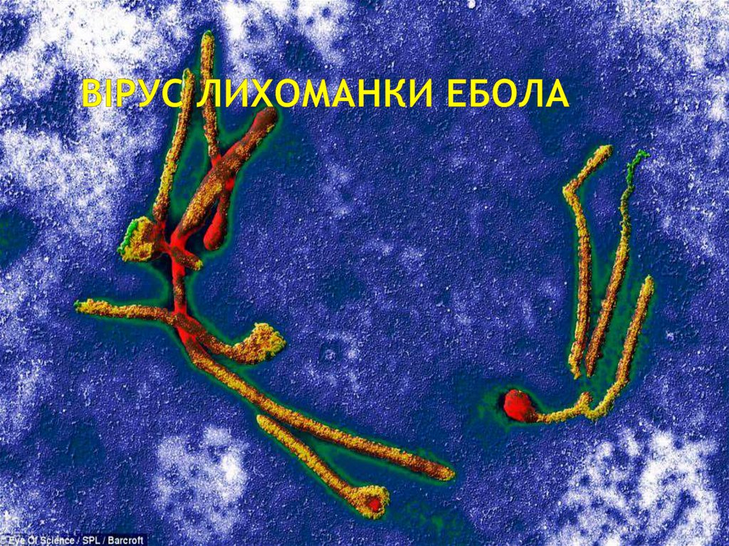 Віруси під мікроскопом - online presentation
