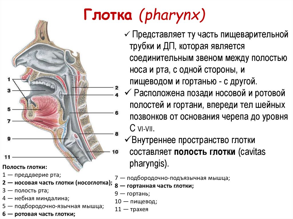 Глотка строение и функции анатомия. Строение горла и дыхательных путей. Стенки носовой части глотки. Глотка выполняет функции