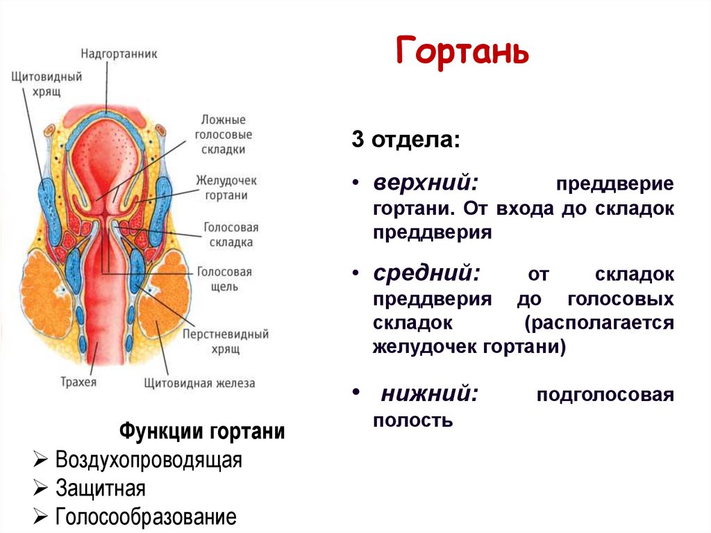 Особенности строения полости гортани. Дыхательная система анатомия гортань. Функции отделов гортани. Дыхательные пути в гортани.