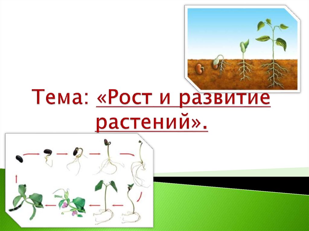 Презентация рост и развитие растений 6 класс. Схема развития растения 6 класс биология. Этапы развития растений. Схема роста растения. Рост иразвитеи растений.