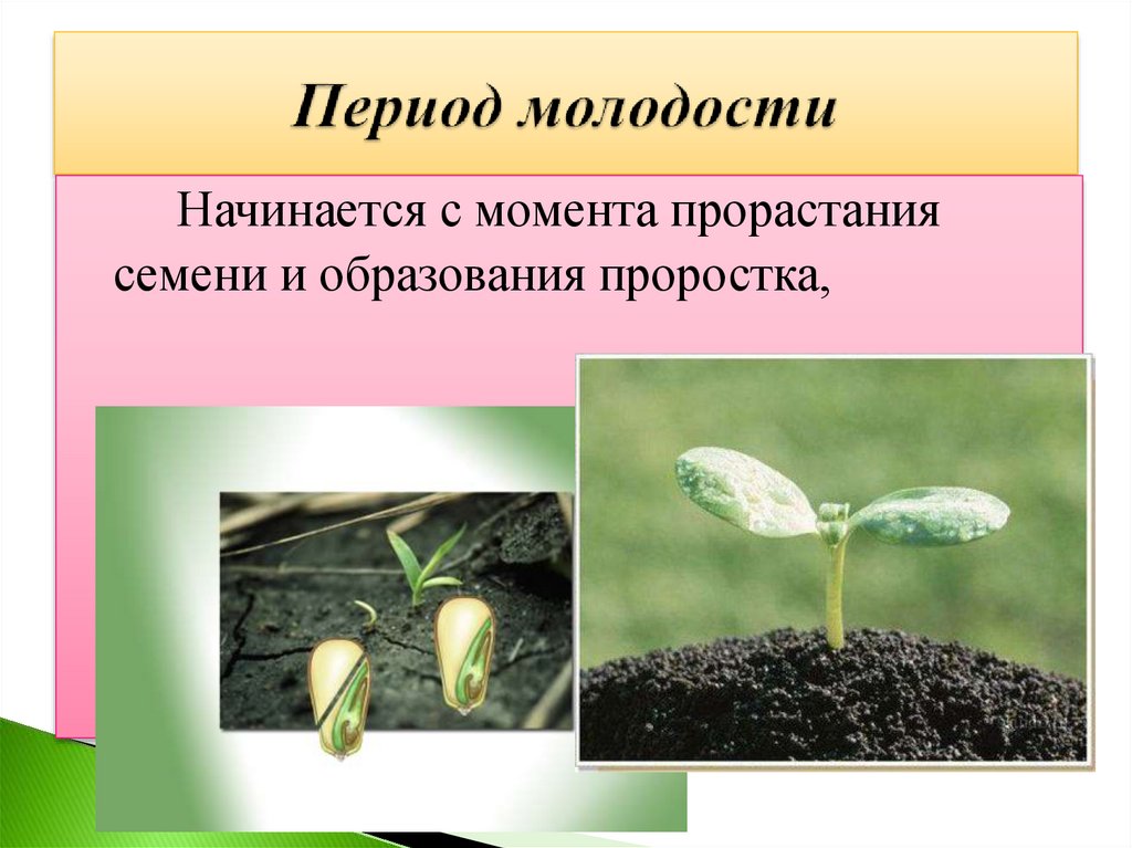 В чем заключается процесс развития для растения. Рост и развитие растений. Периоды развития растений. Период прорастания семян. Типы прорастания семян.