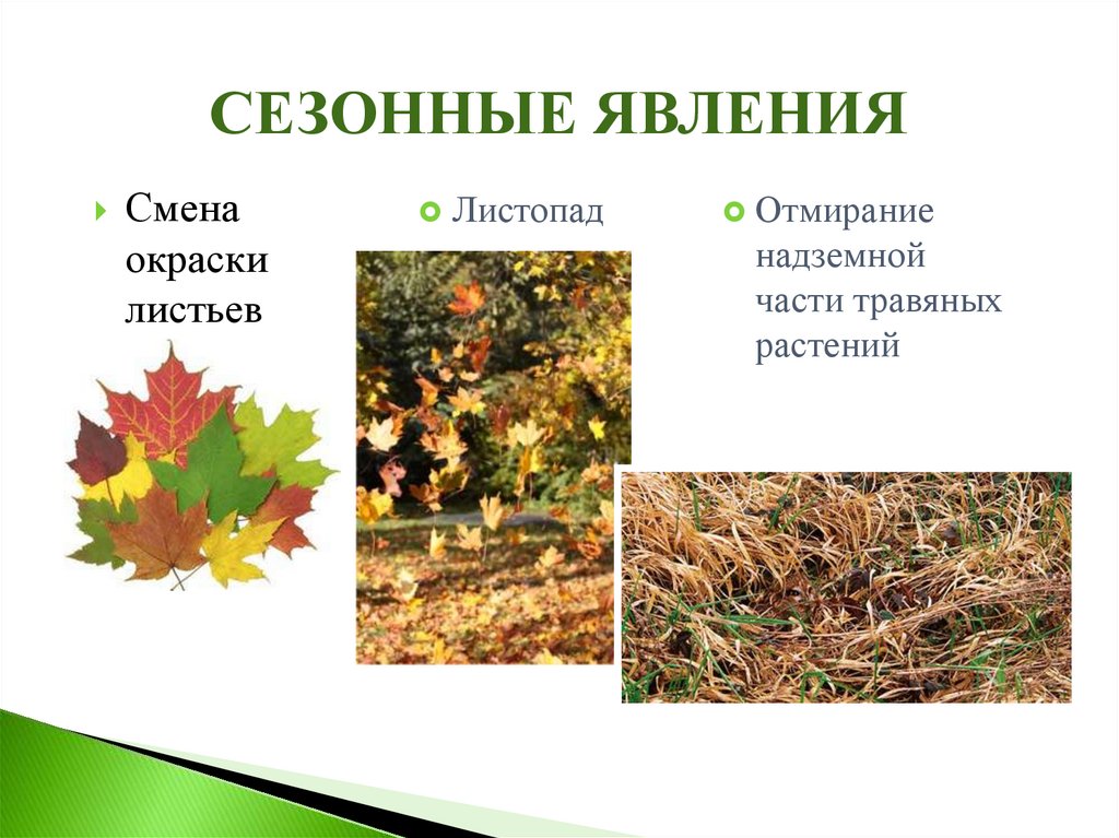 Сезонные изменения в жизни растений таблица. Осенние изменения у растений. Осенние сезонные явления. Явления в жизни растений осенью. Сезонные изменения в жизни растений осенью.