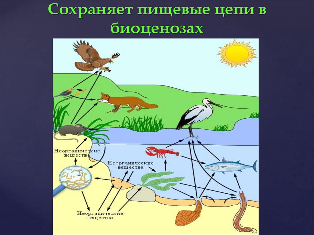 Схема пищевой цепи биоценоза