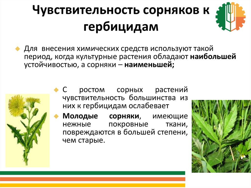 Признаки сорняков. Гербицид борщевик. Гербицид против сорных растений. Чувствительность сорняков к гербицидам. Чувствительность растений к гербицидам.