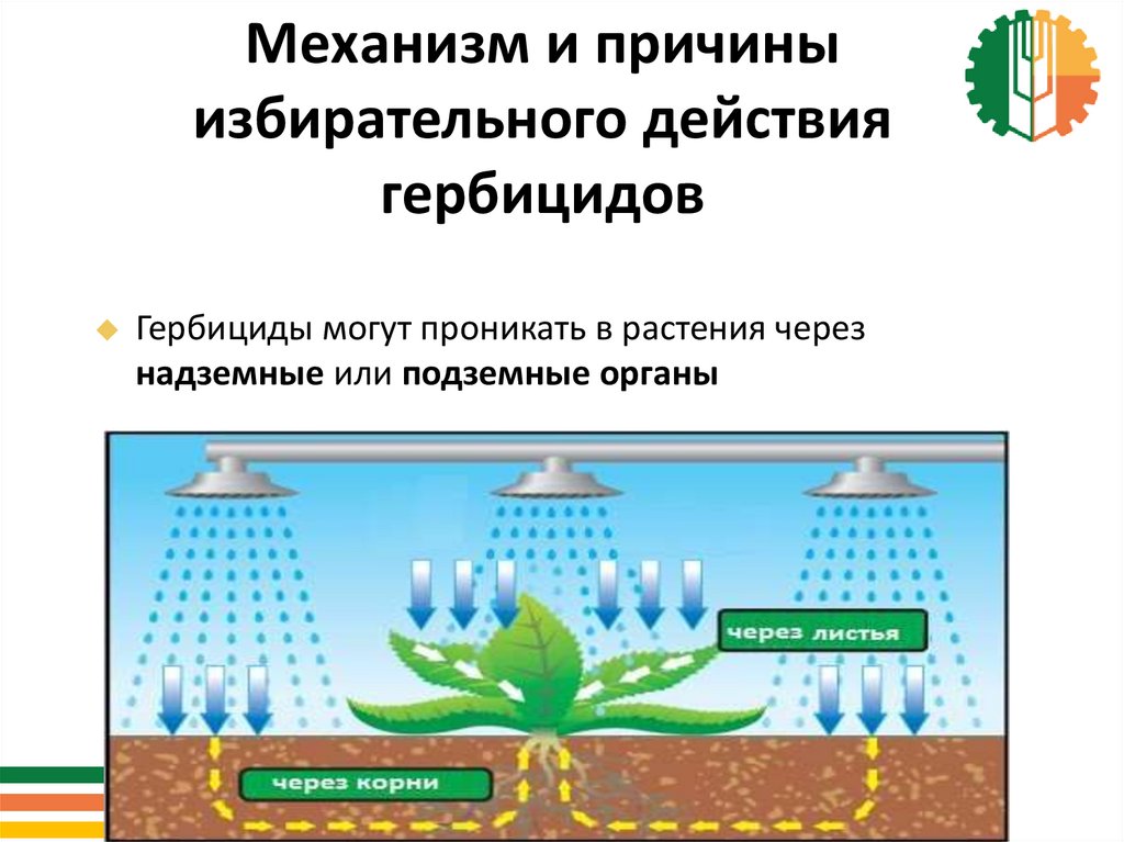 Воздействие гербицидов. Механизм действия гербицидов. Гербициды избирательного действия. Принцип действия гербицидов. Гербициды от сорняков избирательного действия.
