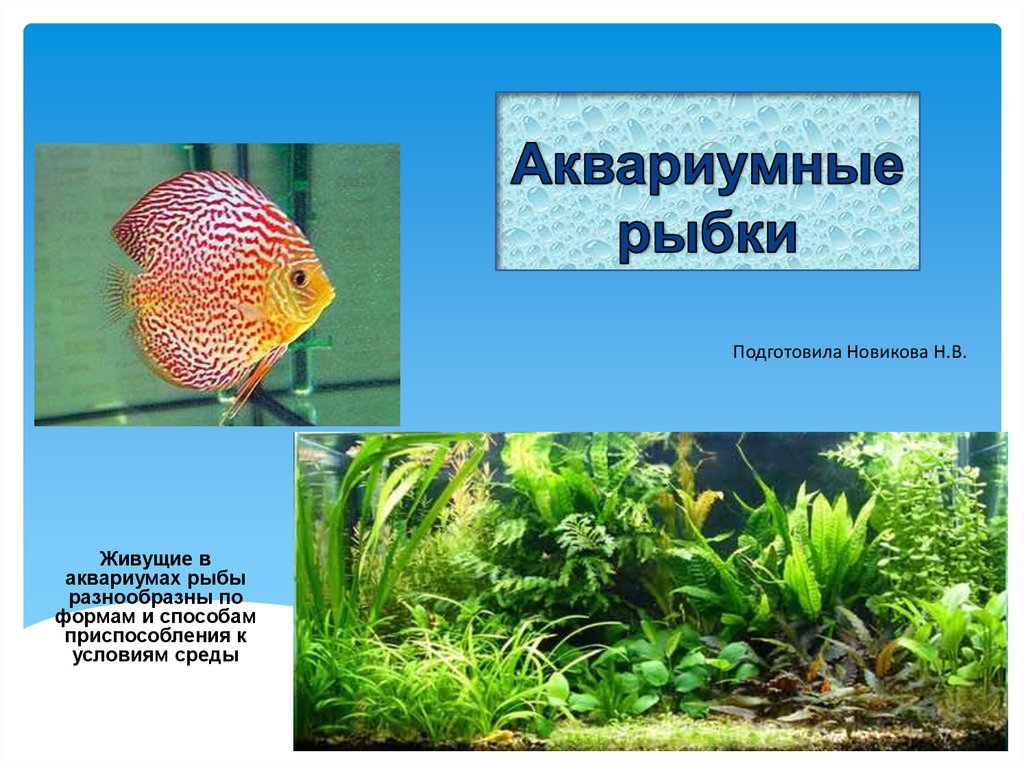 Аквариумные рыбки презентация. Аквариумные рыбы презентация. Аквариумные рыбки презентация для детей. Слайд рыбы аквариум.
