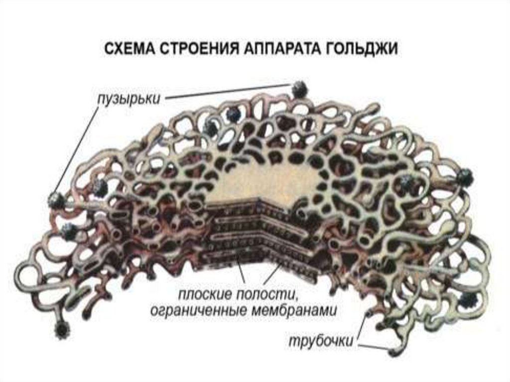 Комплекс гольджи фото