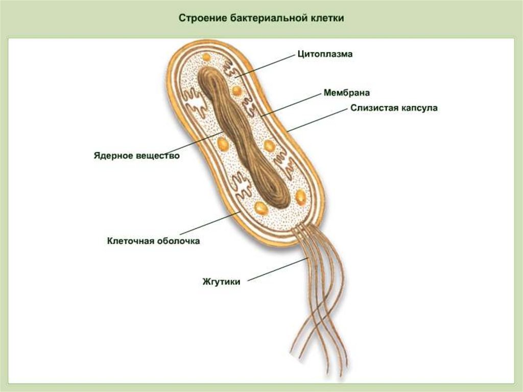 Какое строение у бактерий